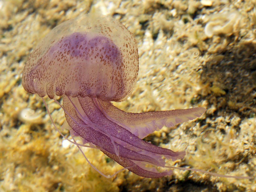 Moon Jellyfish Facts